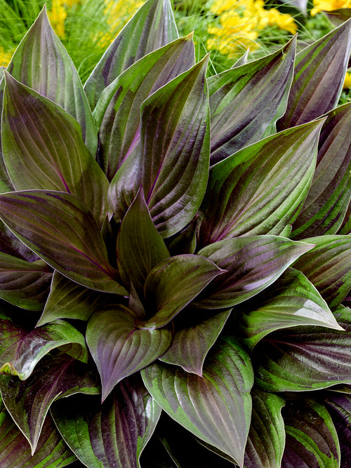 Hosta RED NINJA ('Nk2021') Chelsea Plant of the Year 2026