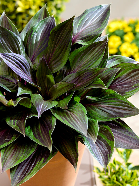 Hosta RED NINJA ('Nk2021') vivace primée