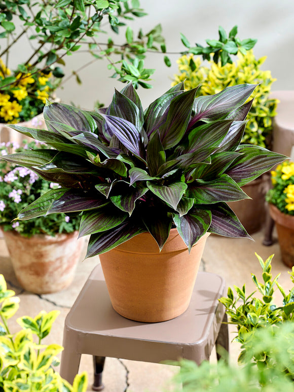 Hosta RED NINJA ('Nk2021') au feuillage décoratif et pétioles rouges