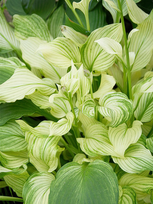 Hosta White Feather - Expédié sous forme de racines nues au printemps