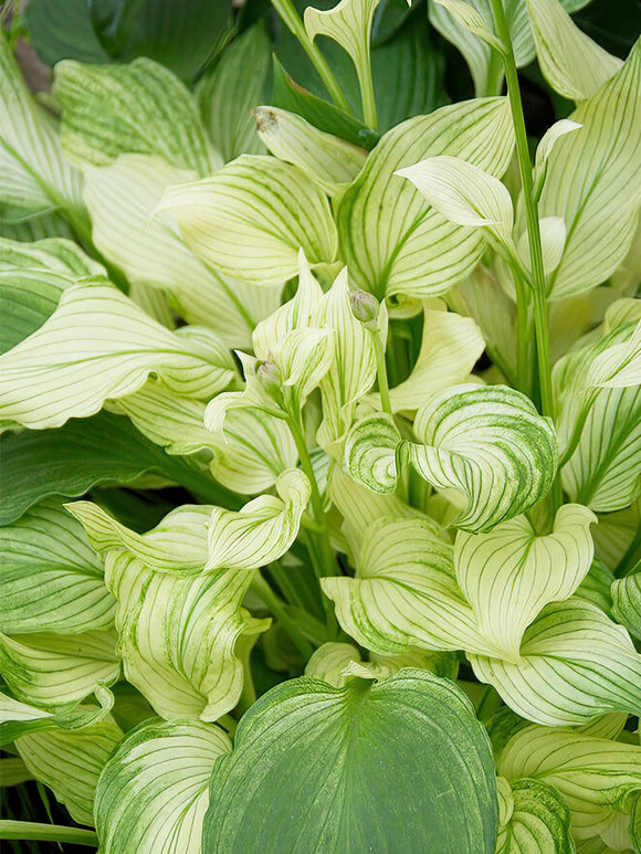 Hosta White Feather - Expédié sous forme de racines nues au printemps