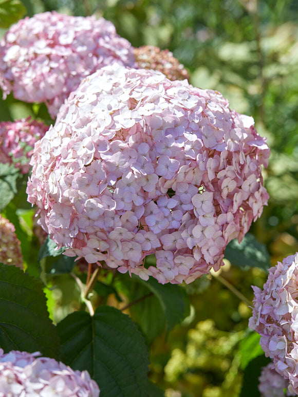 Hortensia Candybelle Bubblegum