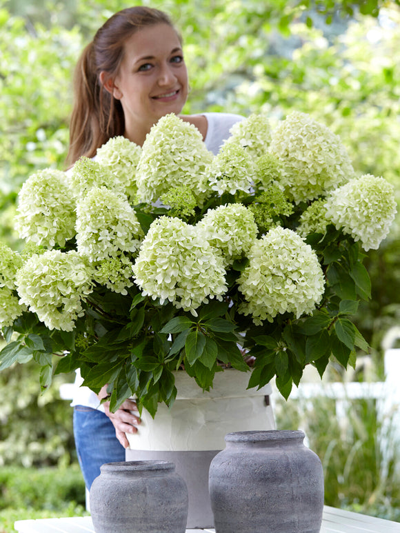 Hortensia Little Spooky