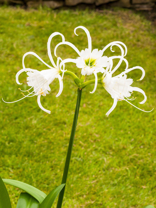 Hymenocallis Festalis Zwanenburg