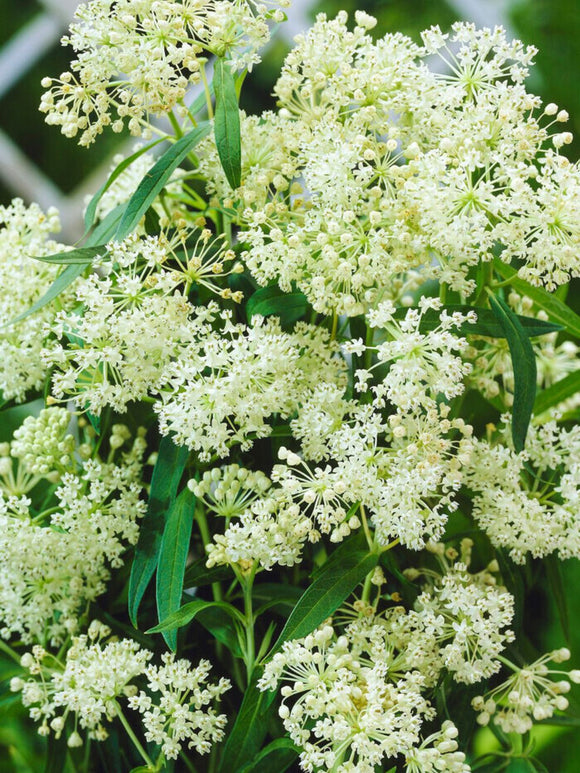 Asclepias (Asclépiade incarnate) Ice Ballet - Achat Racines nues
