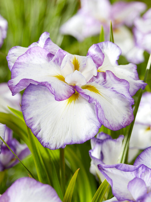 Acheter Iris du Japon Light and Dawn