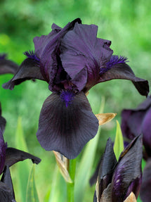 Iris des jardins Black Knight