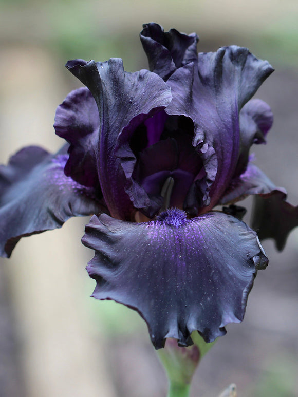 Acheter Iris germanica Black Knight