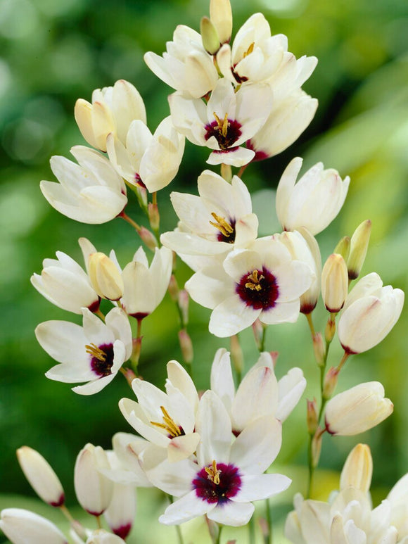 Acheter Ixia Marquette