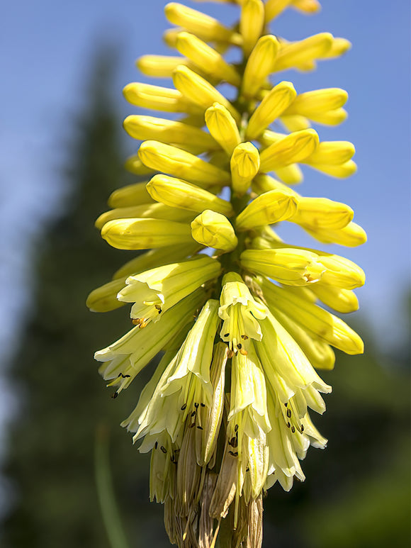 Acheter Kniphofia Citrina