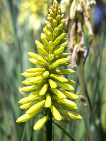 Kniphofia (Tison de Satan, Tritoma) Citrina