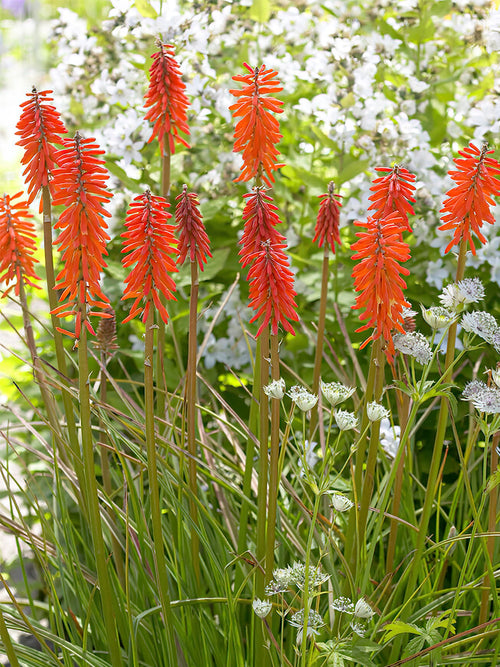 Acheter Kniphofia Elvira