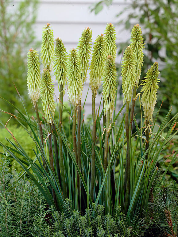 Acheter Kniphofia (Tison de Satan, Tritoma) Green Jade
