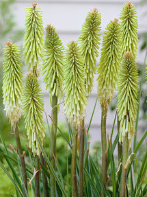 Kniphofia (Tison de Satan, Tritoma) Green Jade