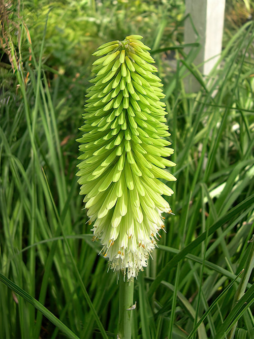 Kniphofia Ice Queen de Hollande
