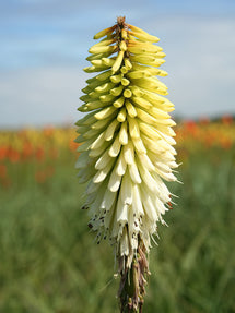 Kniphofia (Tison de Satan, Tritoma) Ice Queen