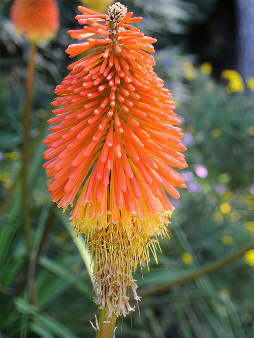 Kniphofia (Tison de Satan, Tritoma) Uvaria à racines nues
