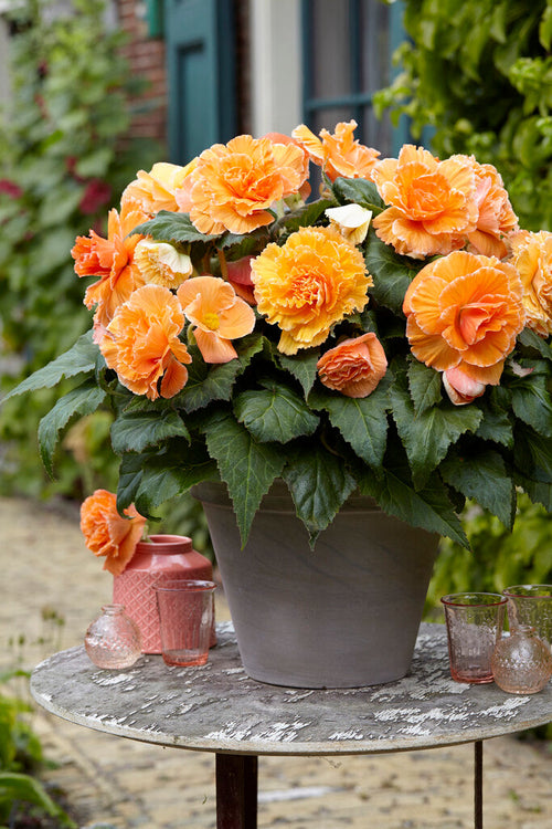 Acheter Begonia Picotee Lace Apricot