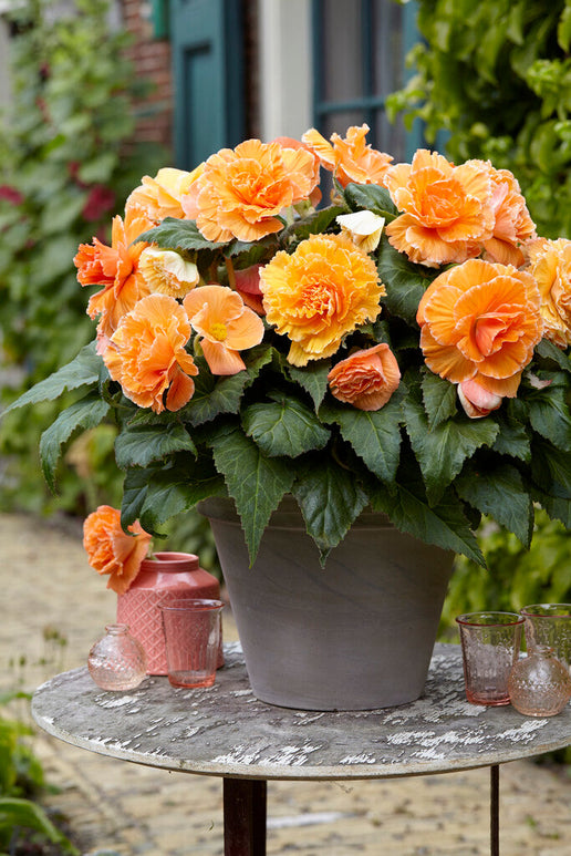 Acheter Begonia Picotee Lace Apricot