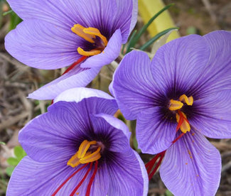 Le crocus de safran mondialement connu