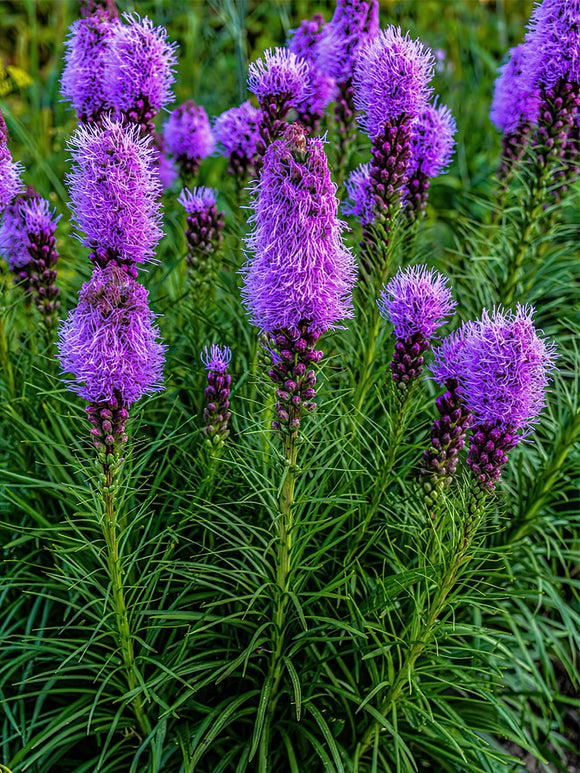 Commandez vos Liatris pour les recevoir au printemps !