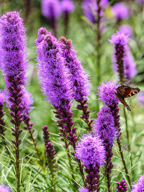 Acheter Liatris Spicata de Hollande