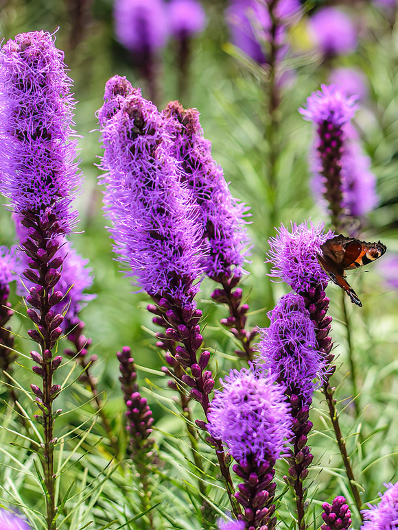 Acheter Liatris Spicata de Hollande