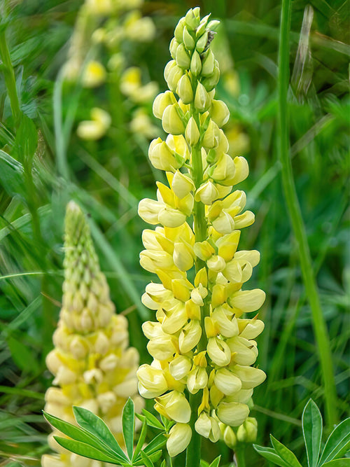 Lupin Chandelier (Lupinus) - Expédié sous forme de racines nues au printemps