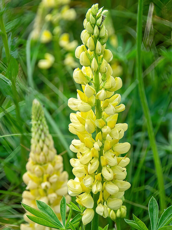 Lupin Chandelier (Lupinus) - Expédié sous forme de racines nues au printemps