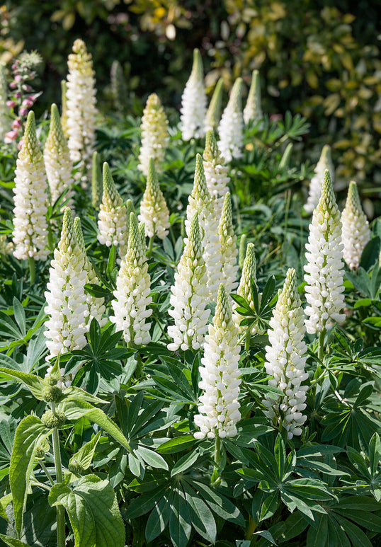 Lupin Noble Maiden (Lupinus) - Expédié sous forme de racines nues au printemps