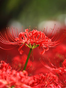 Red Spider Lily (Lycoris radiata)