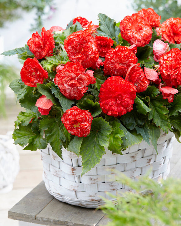 Bégonia Marmorata - bulbes de fleurs