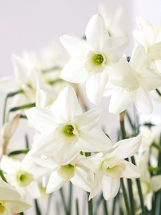 Jonquille naine Polar Hunter