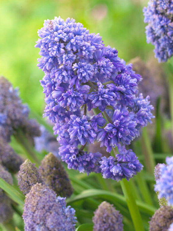 Acheter Muscari Fantasy Creation (jacinthe à grappes)