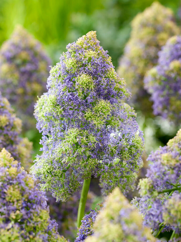 Acheter Muscari Fantasy Creation (jacinthe à grappes) Aus Holland