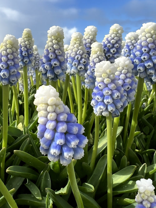 Fleurs bicolores de muscari ‘Mountain Lady’ montrant un effet ombré du bleu clair au bleu foncé.