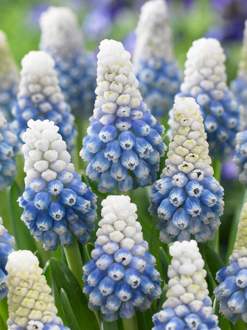 Grappe florale de muscari ‘Mountain Lady’ plantée en bordure printanière.