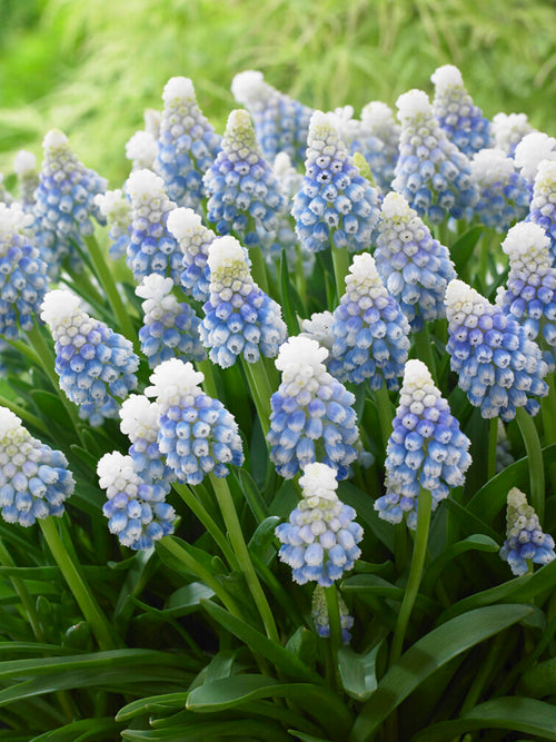 Plan rapproché de Muscari ‘Mountain Lady’ avec des nuances de bleu dans un jardin en mars.