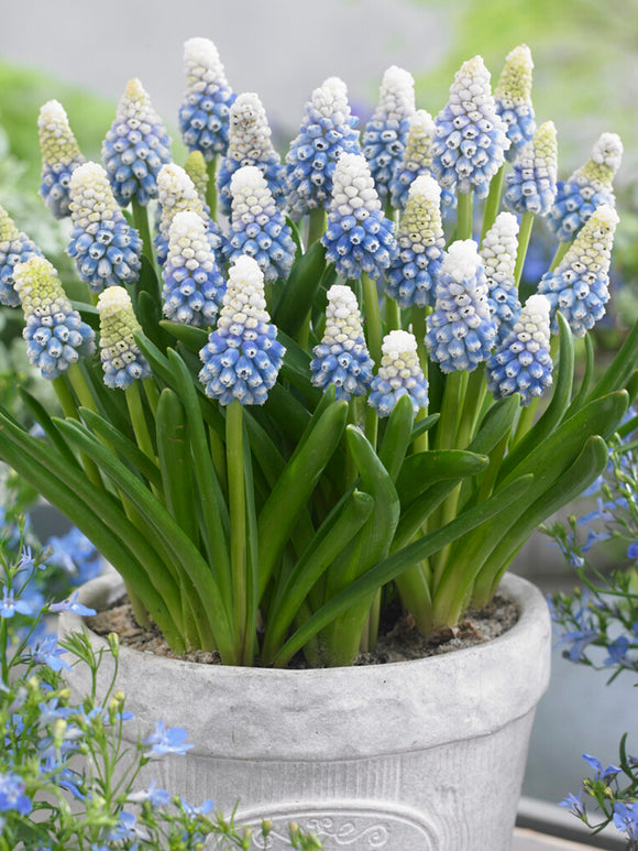 Muscari ‘Mountain Lady’ poussant sous des bulbes printaniers plus hauts dans une plantation naturalisée.