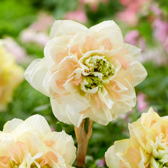 Narcisse Pom Pom Rose bulbe