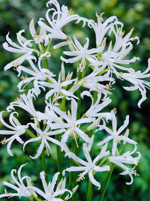 Acheter Nerine Bowdenii Alba
