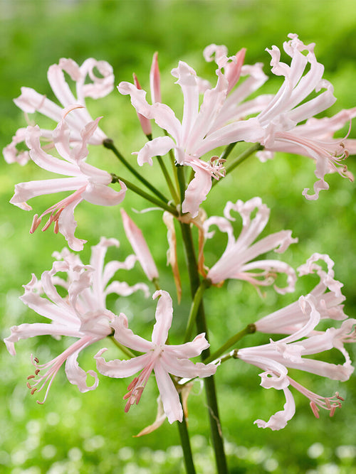Acheter Nerine Bowdenii Vesta