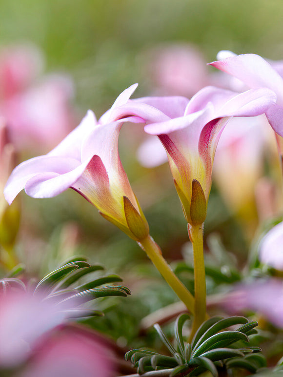 Acheter Oxalis Autumn Pink