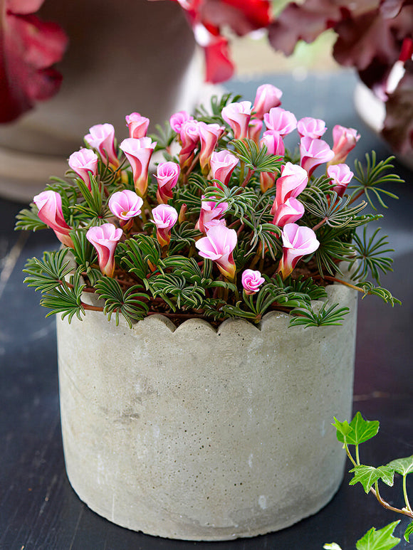 Acheter Oxalis Autumn Pink