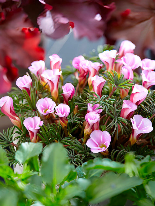 Oxalis Autumn Pink