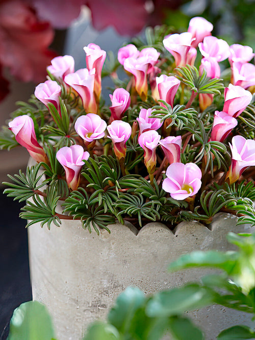Acheter Oxalis Autumn Pink
