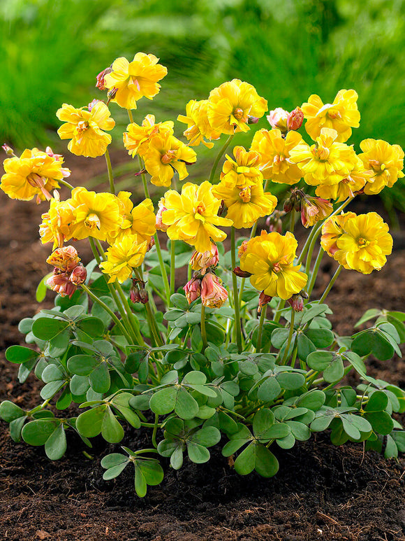 Acheter Oxalis Double Trouble