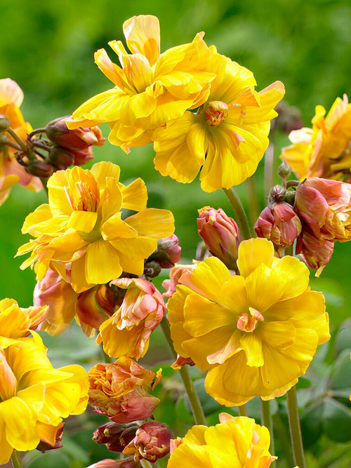 Acheter Oxalis Double Trouble