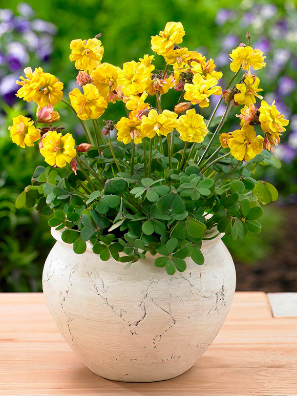 Acheter Oxalis Double Trouble