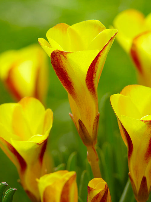 Acheter Oxalis Golden Cape